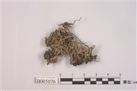 藏品(麩石蕊)的圖片